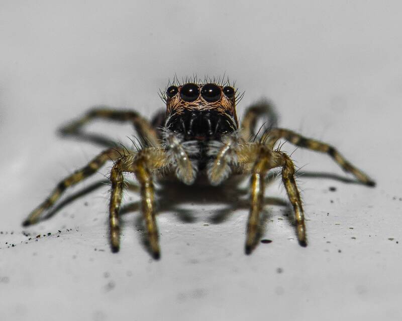 Gray Wall Jumper (2)