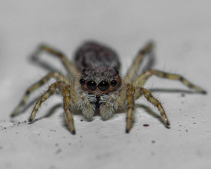 Gray Wall Jumper (1)