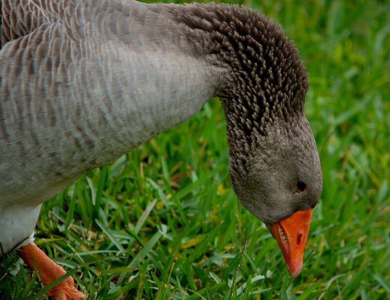 Greylag Goose (2)