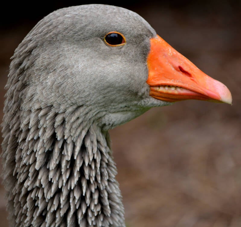 Greylag Goose (1)