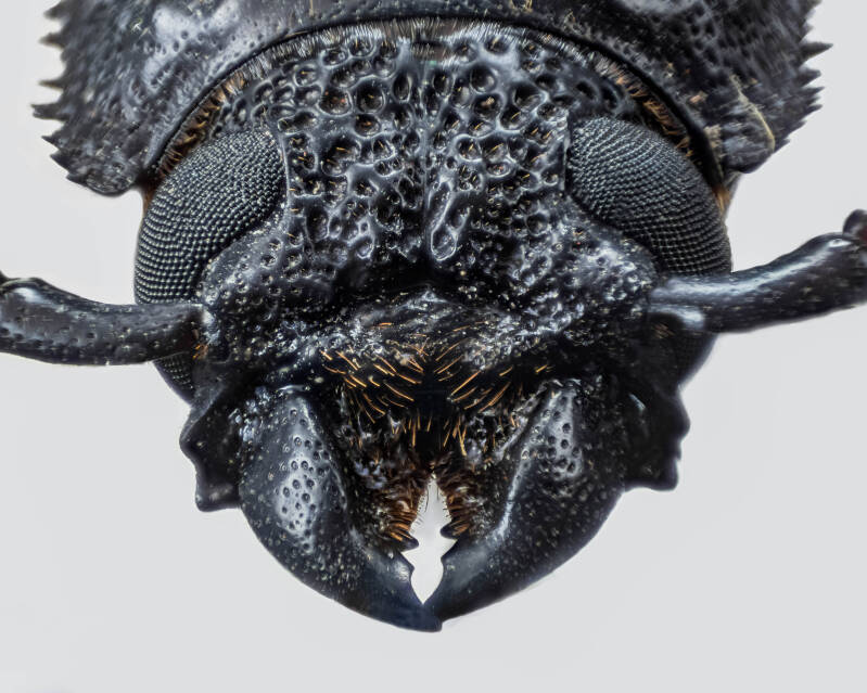 Warrior Beetle (1)