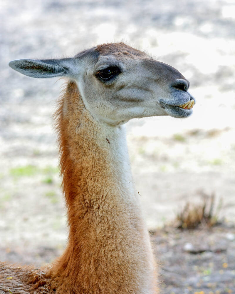 Guanaco (1)