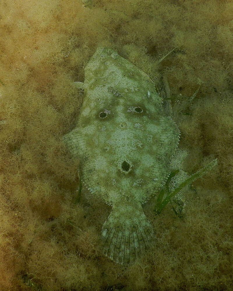 Gulf Flounder (1)