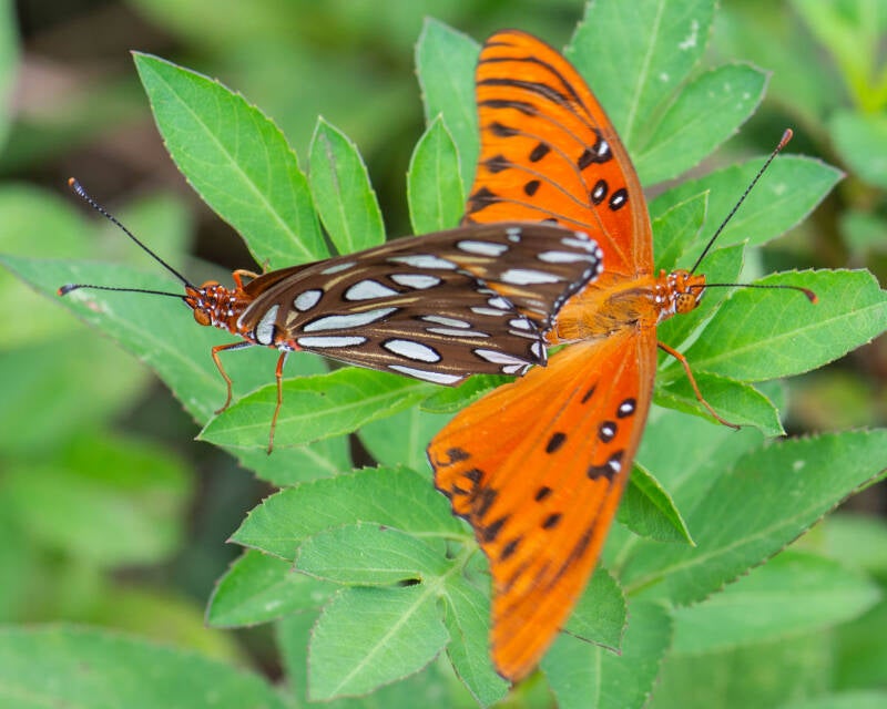 Gulf Fritillary (7)