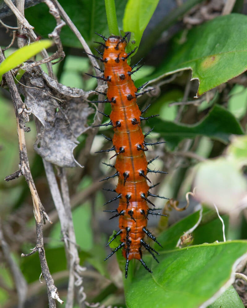 Gulf Fritillary (10)