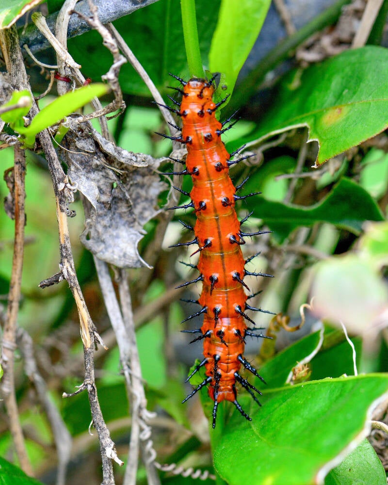 Gulf Fritillary (4)