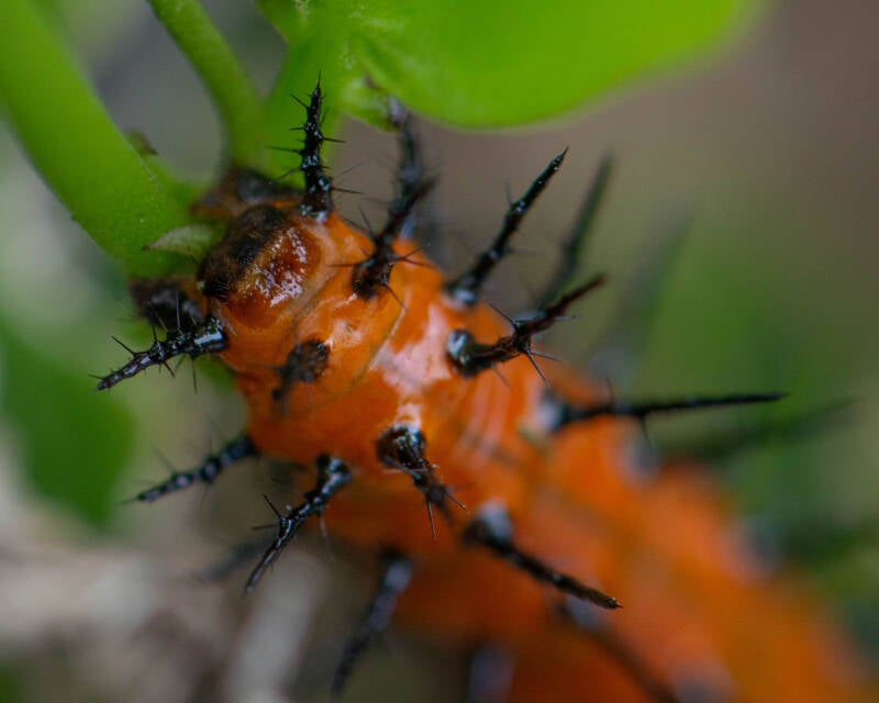 Gulf Fritillary (11)
