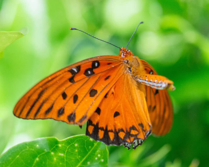 Gulf Fritillary (8)