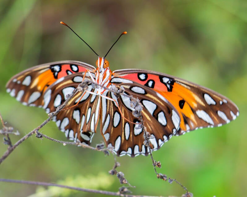 Gulf Fritillary (9)