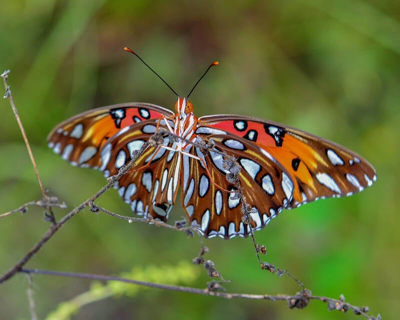 Gulf Fritillary (3)