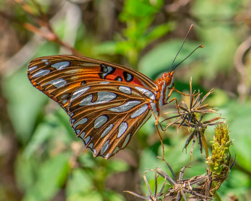 Gulf Fritillary (6)