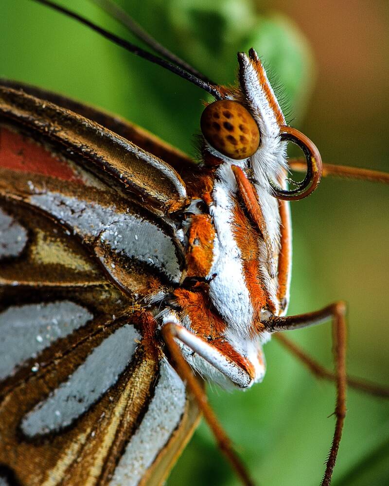 Gulf Fritillary (2)