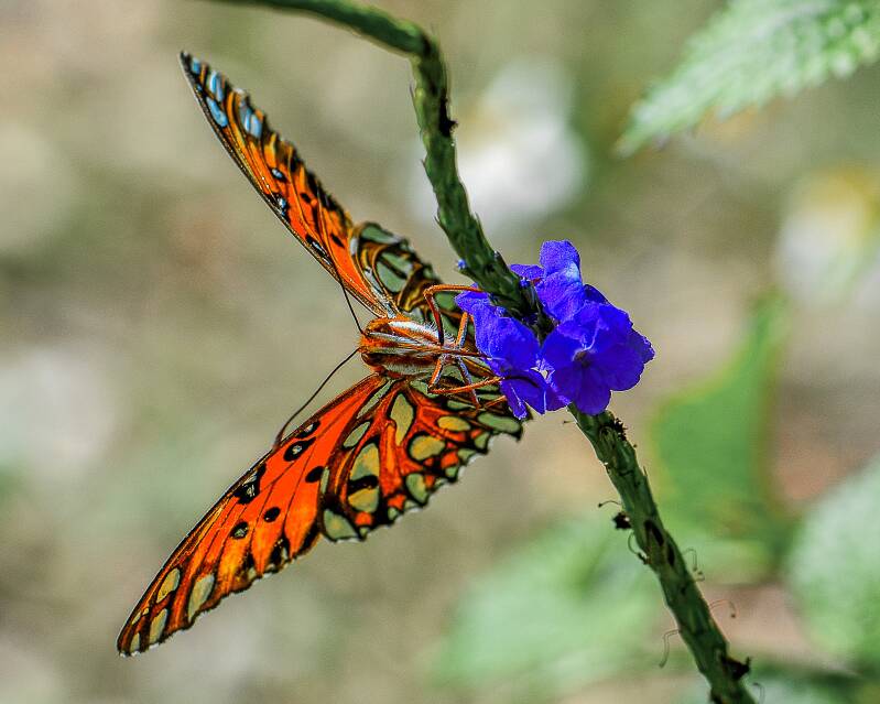 Gulf Fritillary (1)