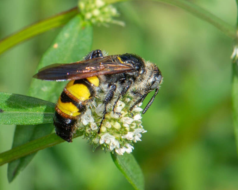 Three-Banded Scoliid Wasp (3)