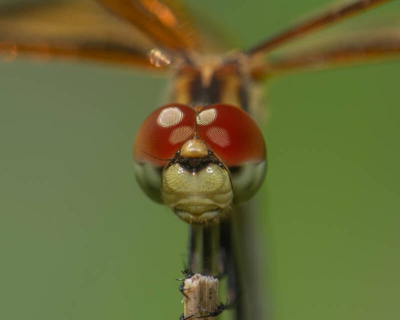 Halloween Pennant (7)