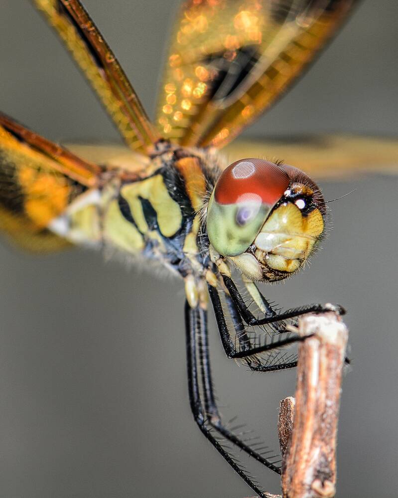 Halloween Pennant (1)