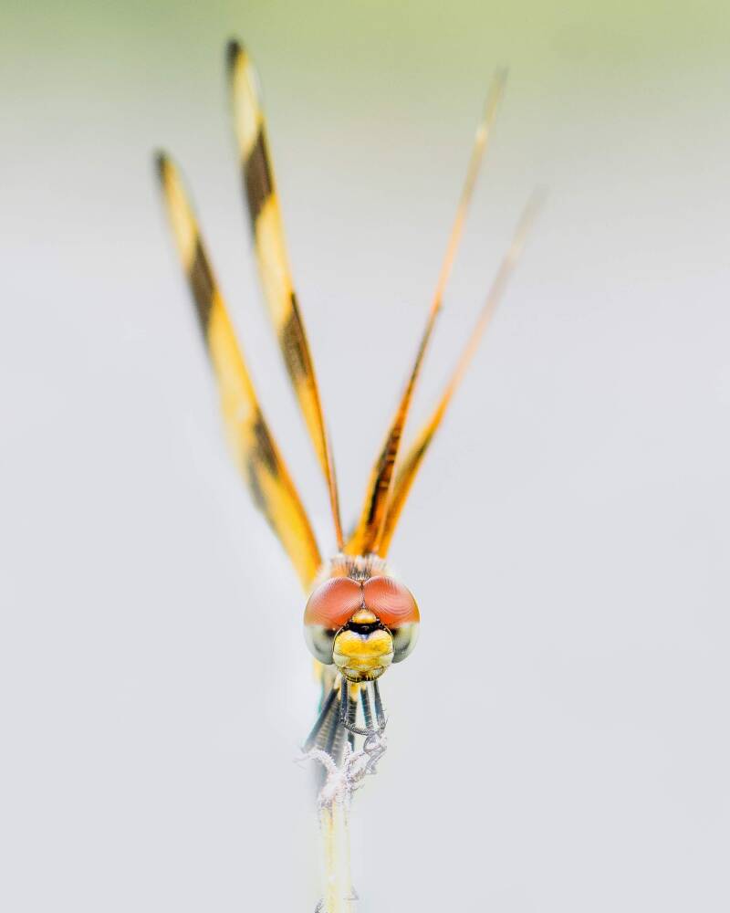 Halloween Pennant (3)