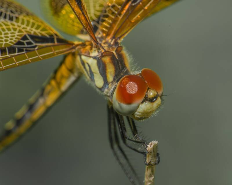 Halloween Pennant (4)