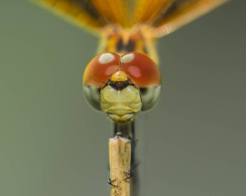 Halloween Pennant (5)