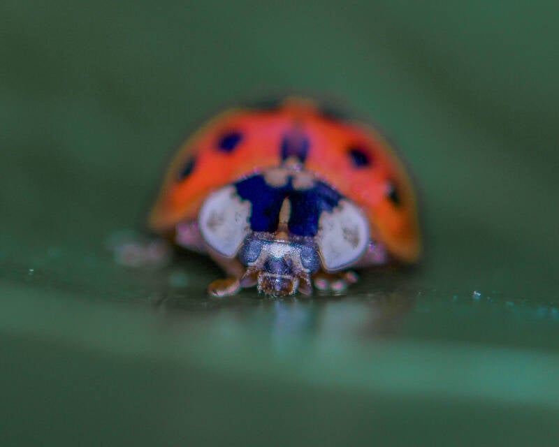 Asian Lady Beetle (3)