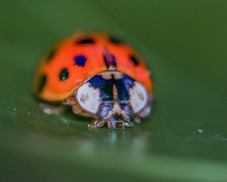Asian Lady Beetle (4)