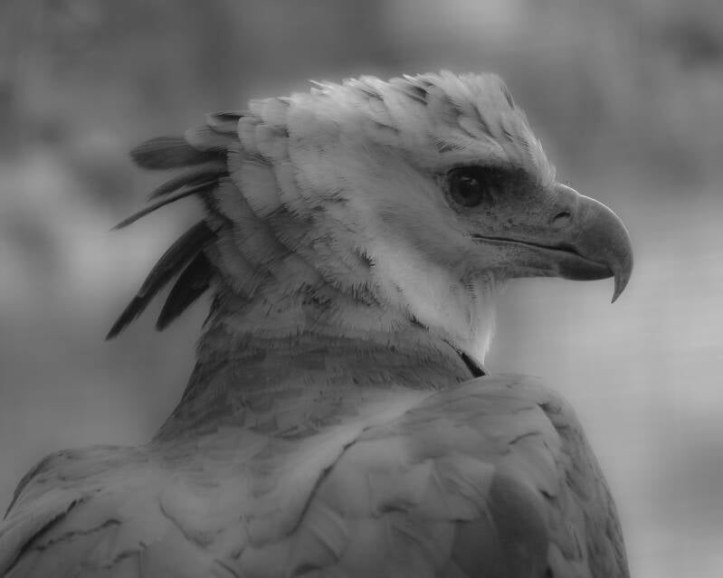 Harpy Eagle (2)