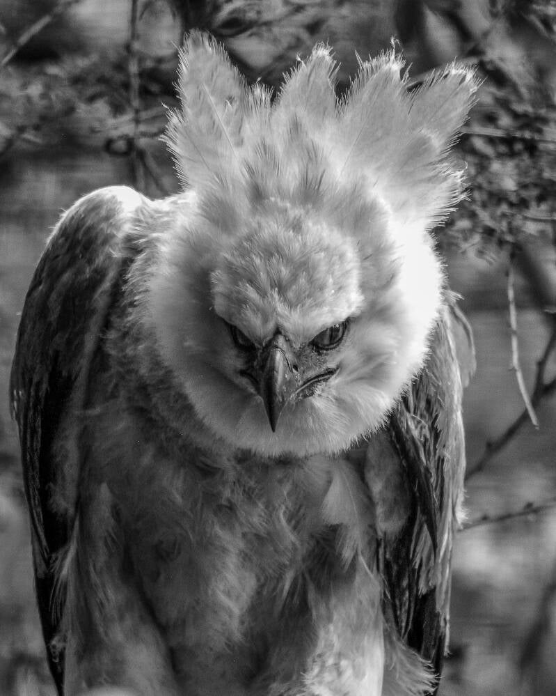 Harpy Eagle (1)