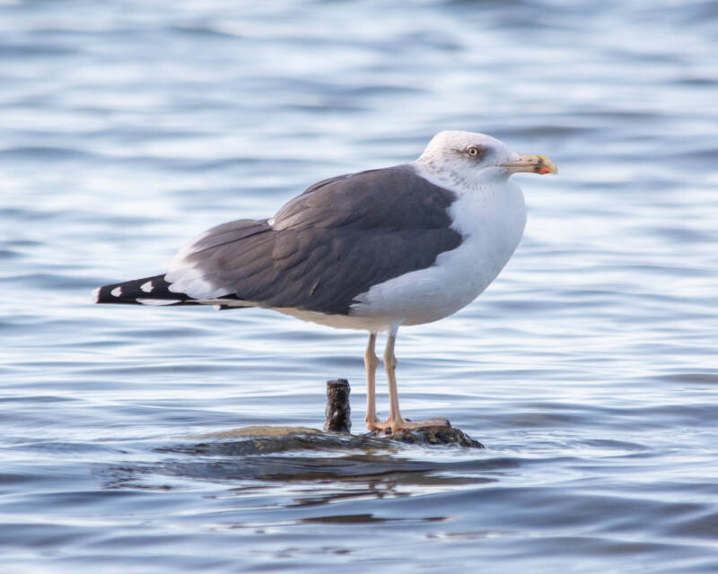 Lesser Black-Backed Gull (2)