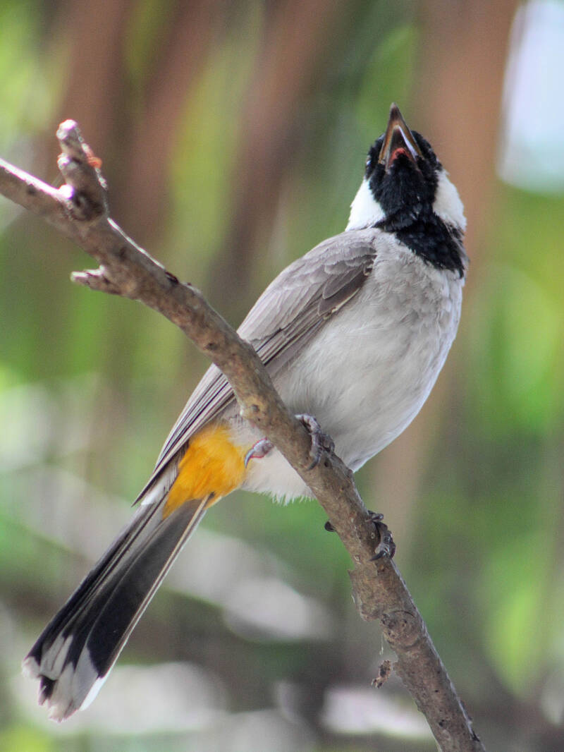 Himalayan Bulbul (1)