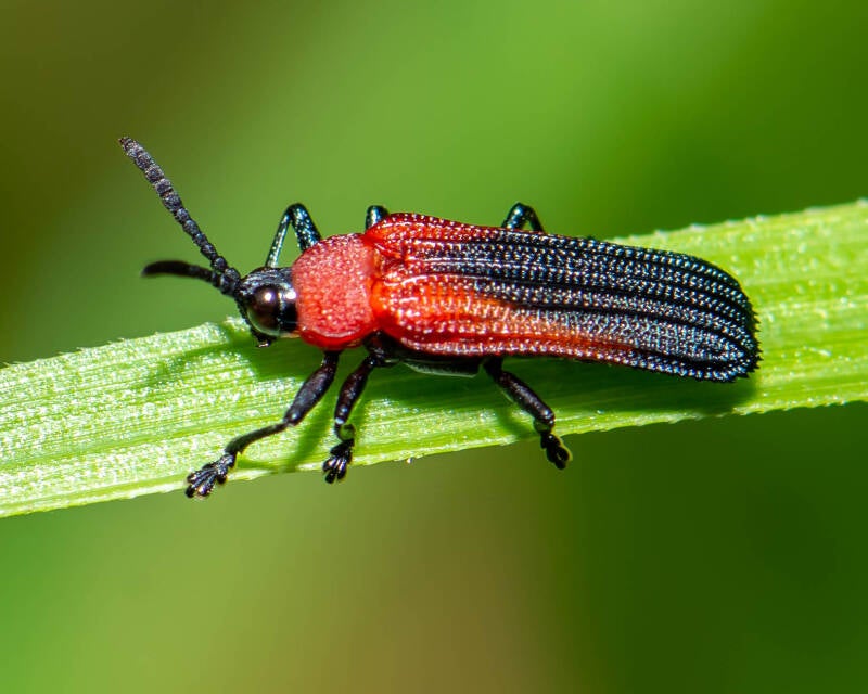 Hispine Beetle (1)