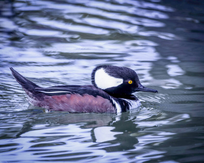 Hooded Merganser (1)
