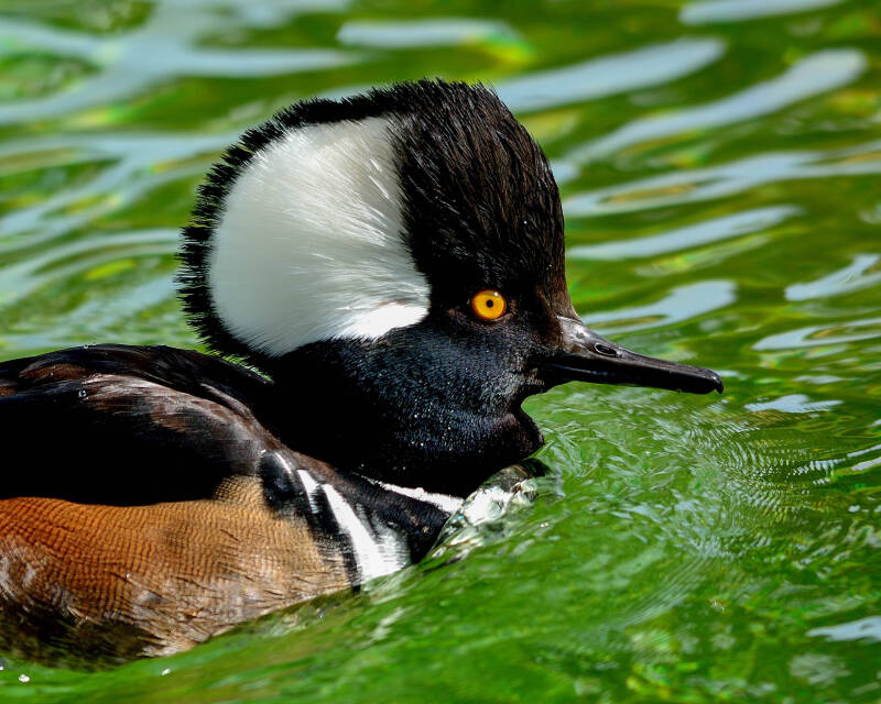 Hooded Merganser (2)