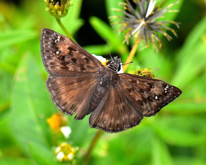 Horace's Duskywing (1)