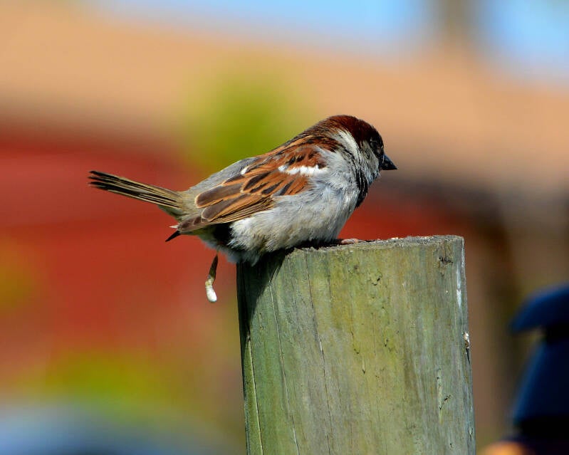 House Sparrow (1)