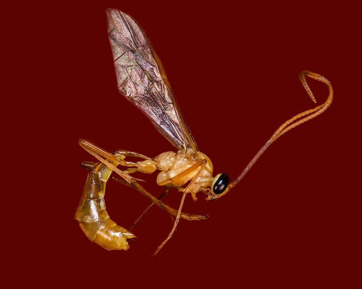 Ichneumon Wasp (1)