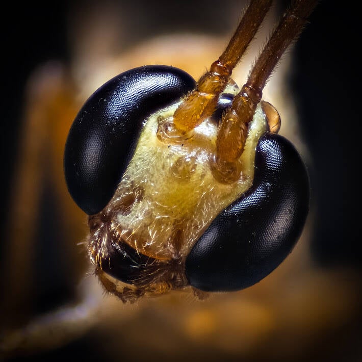 Ichneumon Wasp (3)