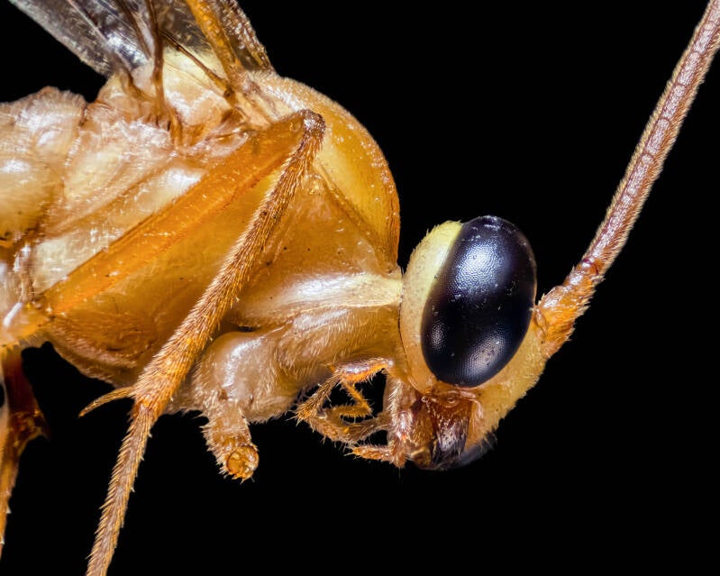 Ichneumon Wasp (2)