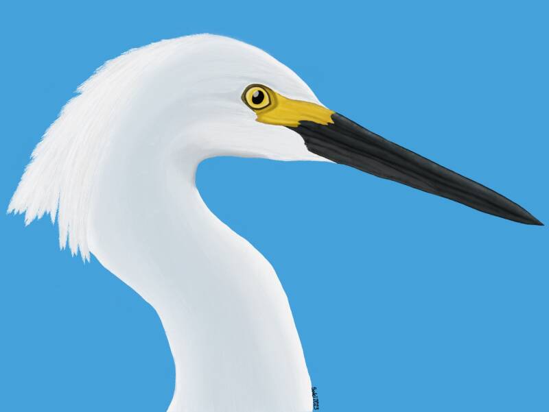 Snowy Egret