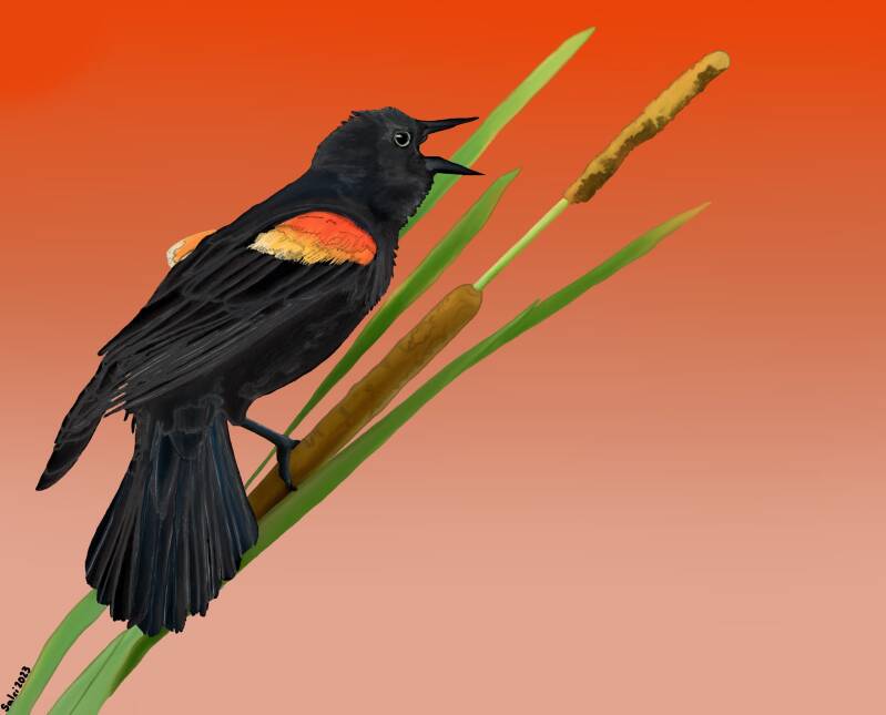 Red-Winged Black Bird