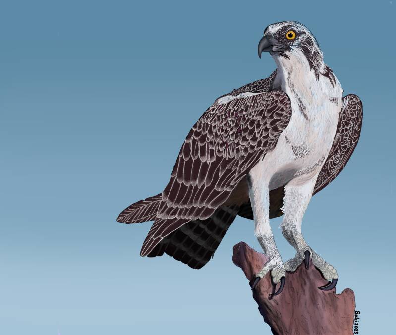 Osprey