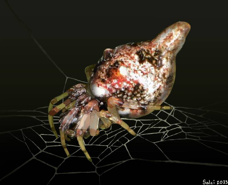 Trashline Orb Weaver