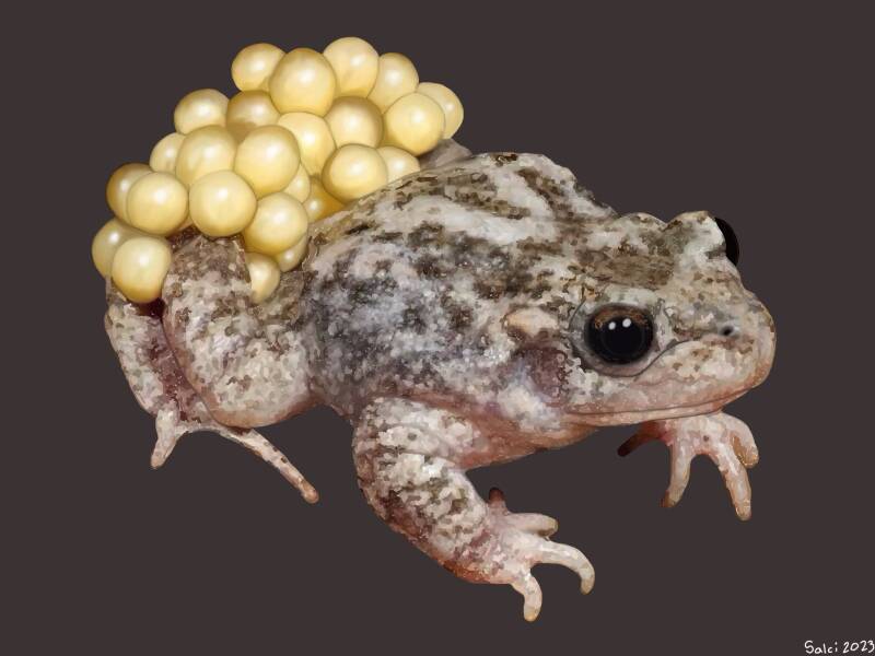Mallorcan Midwife Toad