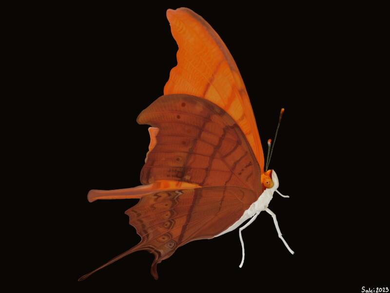 Ruddy Daggerwing