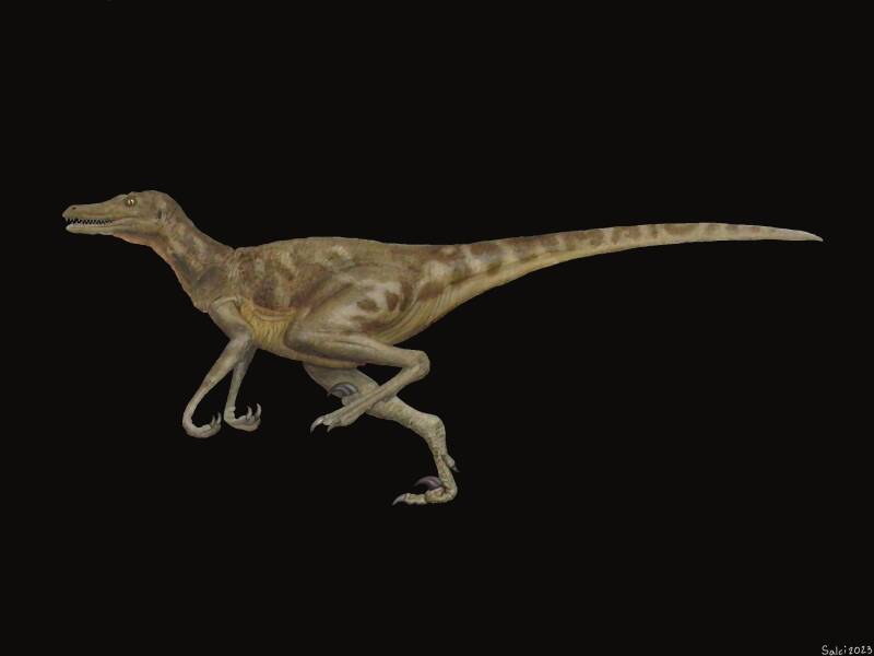 1980's Velociraptor