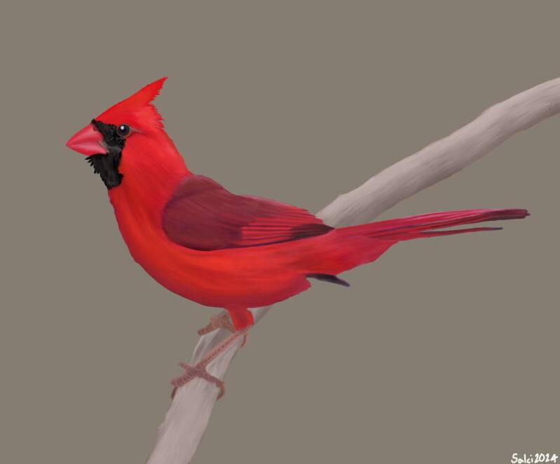 Northern Cardinal