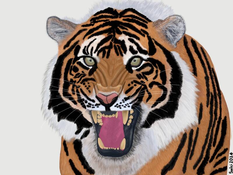 Sumatran Tiger