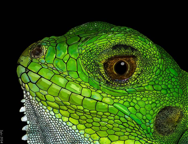 Green Iguana