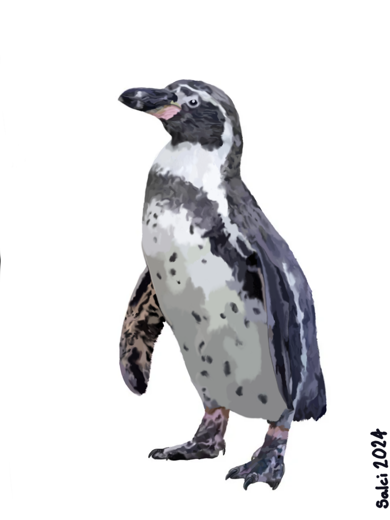 Humboldt Penguin