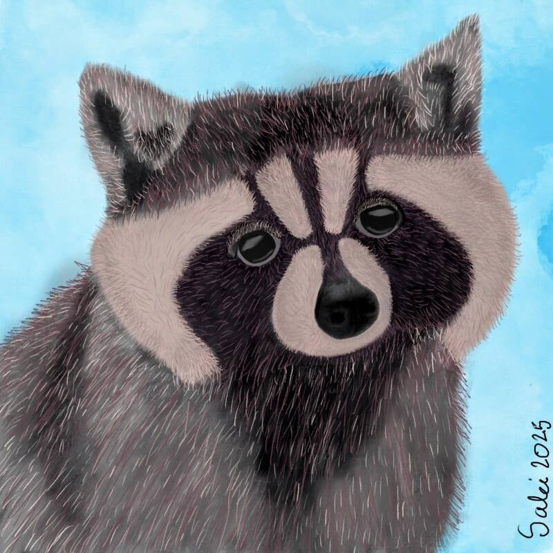 Common Raccoon