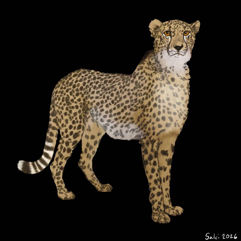 Cheetah